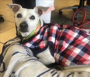 Toby, Shop Dog, team member at SERVPRO of San Diego City SW