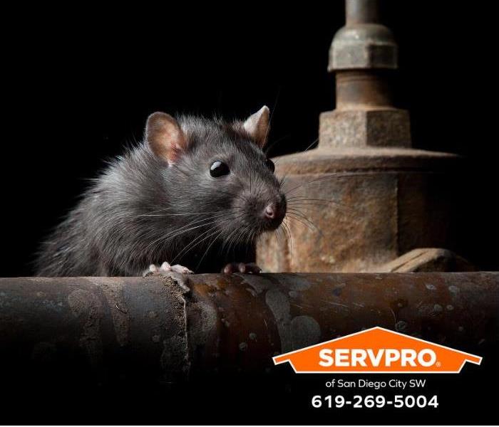 A rat sits on a pipe he has been gnawing on.